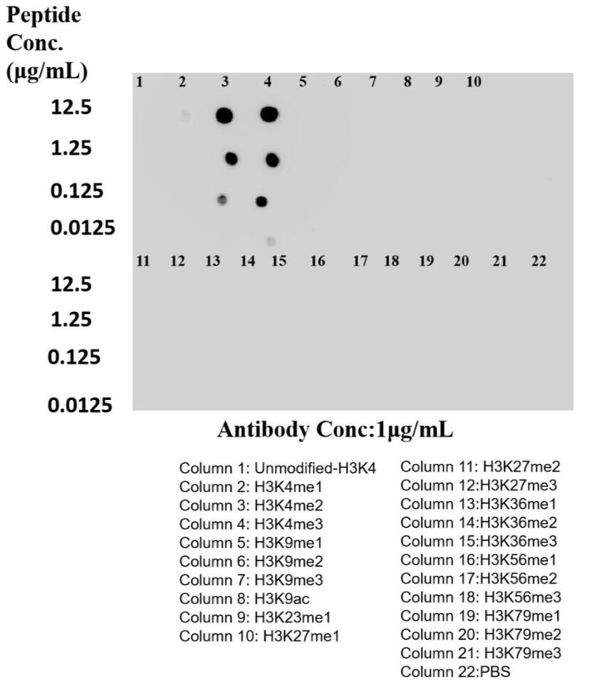 Dot Blot experiment of peptide using Mono/Di/Tri-Methyl-Histone H3 (Lys4) Recombinant a (84908-1-RR)